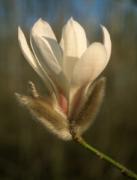 Propiedades de Magnolia biondii. Medicina China